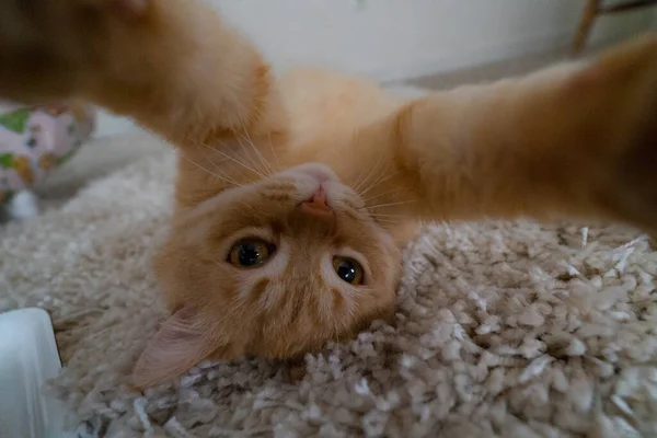 Сумасшедшая Кошка Позирующая Перед Камерой — стоковое фото