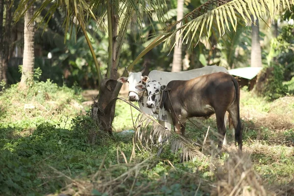 ジャングルで牛が放牧され — ストック写真