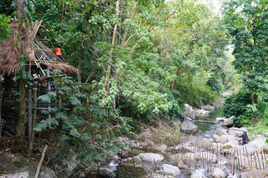 Valencia, Filipinler yakınlarındaki ormanda tropik bitkiler