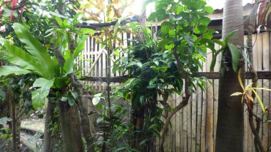 Bahçedeki palmiye ağacı.