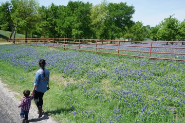 Texas Hill Country 'de bahar zamanı Bluebonnet kır çiçeklerine bakan kadın ve çocuk yürüyor.