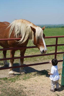 Genç bir çocuk Kuzey Teksas, Usa 'da büyük bir Belçika Atı' na bakıyor..  