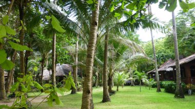 Palmiye ağaçları ve diğer yeşil bitkiler, arka planda evler, Boracay Adası, Filipinler