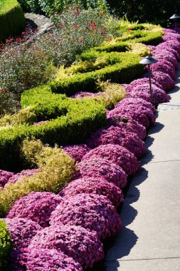 Bahçede açan çiçekler.