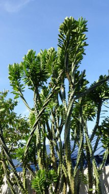 Tropikal Hindistan cevizi palmiyeleri tropikal adada