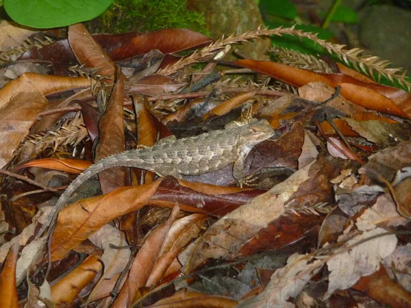 Lizard Berkeley Californie Été 2011 — Photo