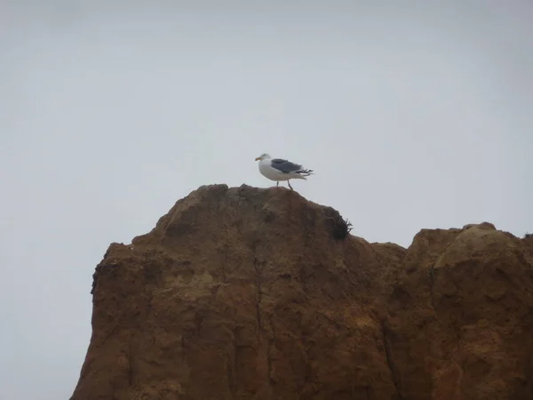 Ptak Stojący Skale Wzdłuż Wybrzeża Kalifornii Środkowej — Zdjęcie stockowe