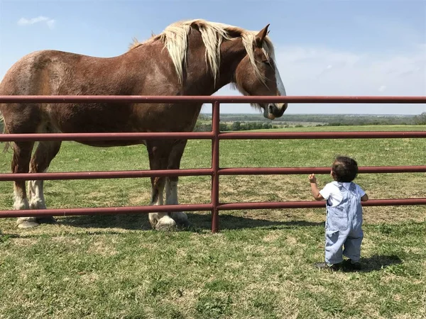 Маленький Ребенок Смотрит Лошадь Ферме — стоковое фото