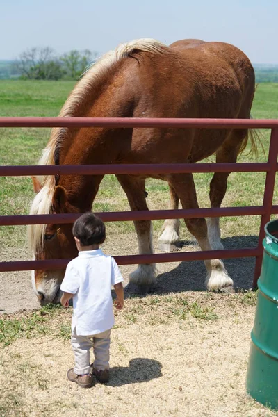 Мальчик Смотрит Большую Бельгийскую Лошадь Северном Техасе Сша — стоковое фото