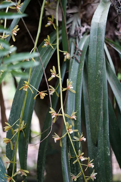 菲律宾瓦伦西亚附近丛林中的热带植物 — 图库照片