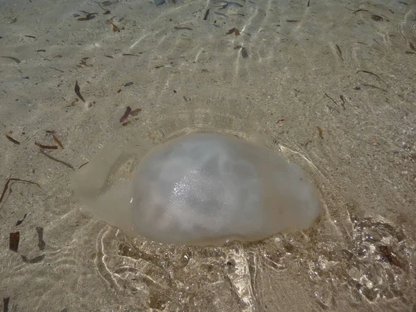 Méduses Qui Ont Échoué Sur Côte Île Jomabo Philippines 2009 — Photo