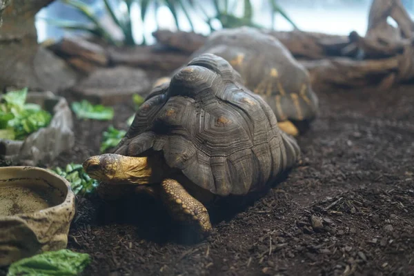 Nahaufnahme Einer Kleinen Schildkröte — Stockfoto