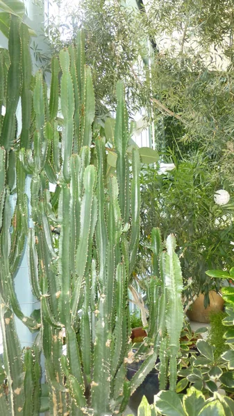 Plantas Verdes Jardín — Foto de Stock