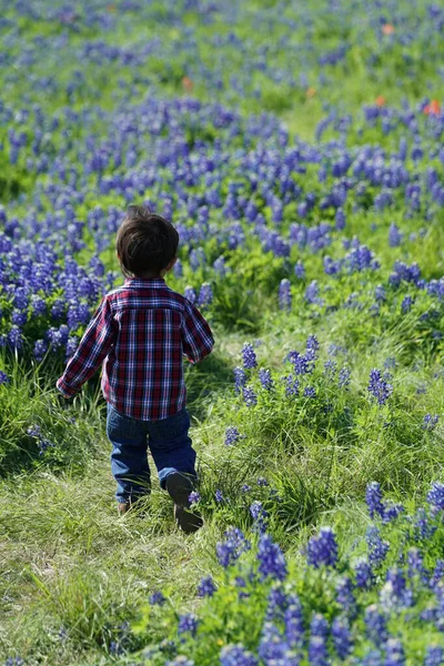 Çocuk Ennis, Texas Bluebonnet Yaban Çiçeği Patikası boyunca çayırda yürüyor.