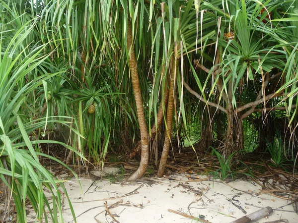 Lush, green tropical vegetation in Honda Bay, Palawan, Philippines. Taken in 2009.