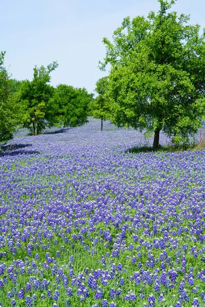 Prato Con Alberi Fiori Bluebonnet Durante Periodo Primaverile Intorno Texas — Foto Stock