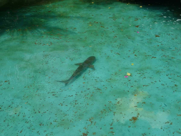 Fische Schwimmen Wasser Cebu Philippinen Jahr 2009 — Stockfoto