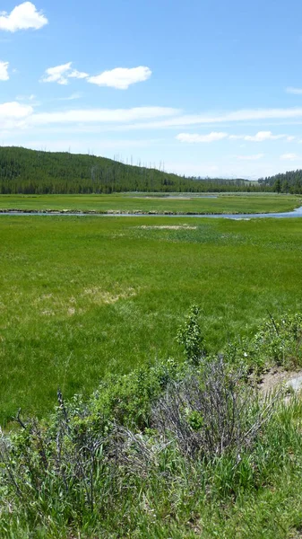 Prado Parque Nacional Yellowstone — Foto de Stock