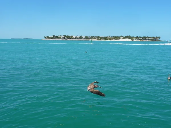 2011年佛罗里达州基韦斯特港 一只鹈鹕在靠近水的地方飞行 — 图库照片