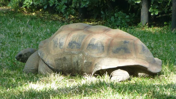 Żółw Zielonej Trawie Parku — Zdjęcie stockowe