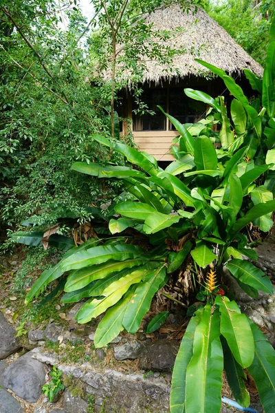 Τροπικά Φυτά Στη Ζούγκλα Κοντά Στη Βαλένθια Φιλιππίνες — Φωτογραφία Αρχείου