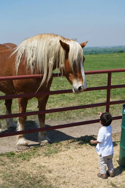 Мальчик Смотрит Большую Бельгийскую Лошадь Северном Техасе Сша — стоковое фото