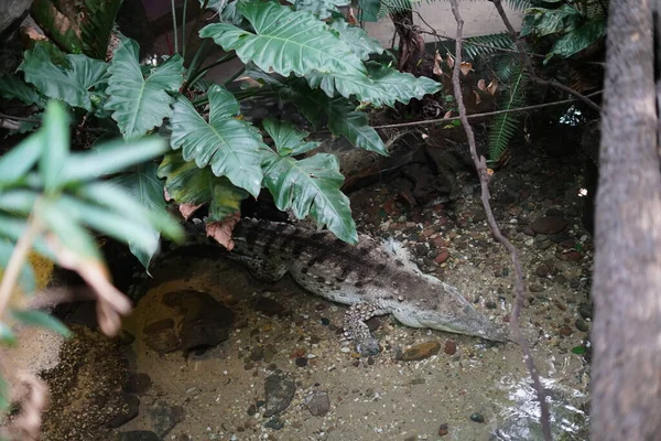 Pequeno Crocodilo Sob Folhas Verdes Zoológico — Fotografia de Stock