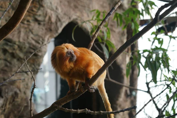 Ginger Monkey Tree Branch — Stock Photo, Image