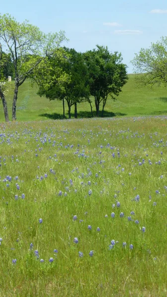 View Bluebonnet Indian Paintbrush Blooming Flowers Texas Hill Country — Stock Photo, Image