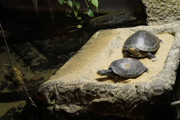 Schildkröten Auf Dem Stein Zoo — Stockfoto