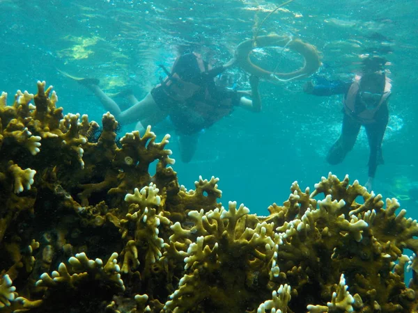 People Snorkeling Reef Apo Island Philippines ロイヤリティフリーのストック写真