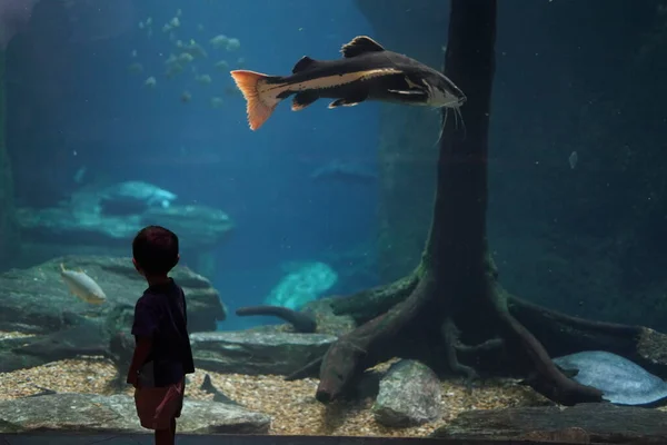 Little Boy Looking Aquarium ロイヤリティフリーのストック画像
