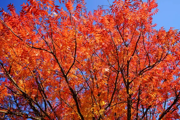 Daun Berwarna Dan Cabang Pohon Maple Langit Biru Musim Gugur — Stok Foto