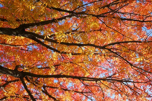 Daun Maple Musim Gugur Hutan — Stok Foto