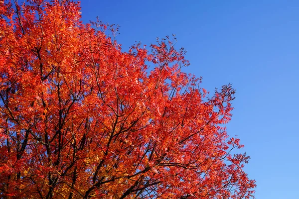 秋天的枫叶在森林里 — 图库照片