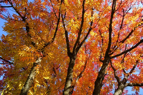 Daun Maple Musim Gugur Hutan — Stok Foto
