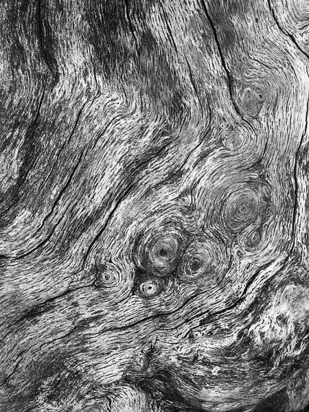 Une vieille texture d'écorce d'arbre — Photo