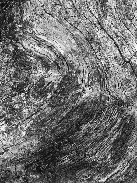 Une Vieille Texture Écorce Arbre — Photo