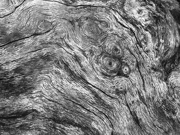 Une vieille texture d'écorce d'arbre — Photo