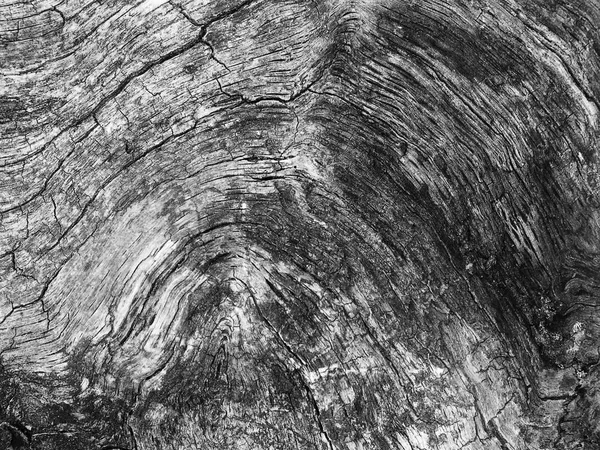 Une Vieille Texture Écorce Arbre — Photo