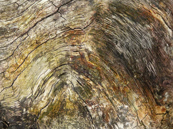 古い木の樹皮のテクスチャー — ストック写真