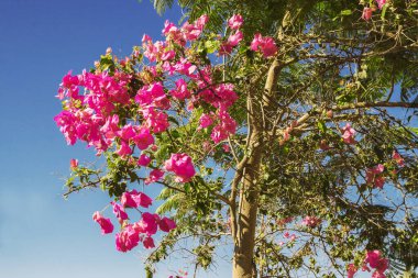 Pembe ve Beyaz Çiçekli Bahar Çiçeği Ağacı. Parlak, güneşli bir gün. 
