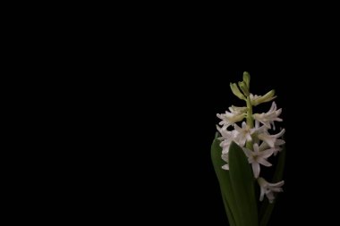 Siyah arkaplanda beyaz izole sümbül.