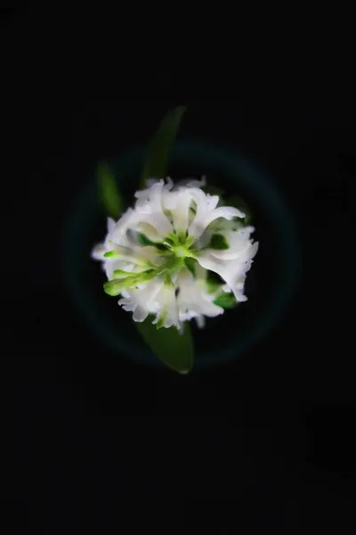 White Hyacinth blossom from up, above, in a pot on black background. Contrast picture. — Stock Photo, Image