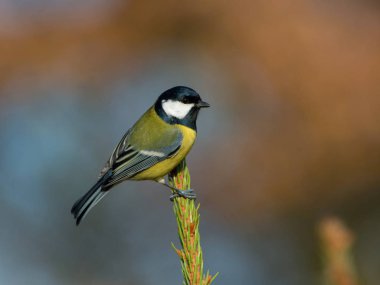 TheGreat Tit Parus major is sitting in color environment of wildlife