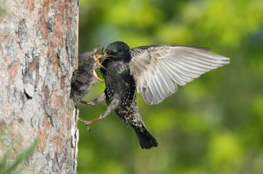 Ortak Starling, Sturnus vulgaris yavrusunu beslemek için bir böcekle uçuyor, genç kuş beslenmek için gagasını açıyor, güzel altın ışık, yeşil arka plan