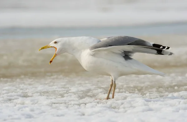 Caspian Gull Larus Cachinnans Está Sentado Ambiente Inverno Vida Selvagem — Fotografia de Stock