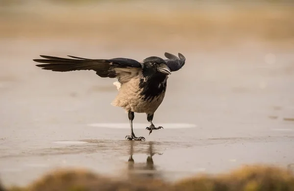 Cuervo Carrión Corvus Corone Está Sentado Ambiente Invernal Vida Silvestre — Foto de Stock