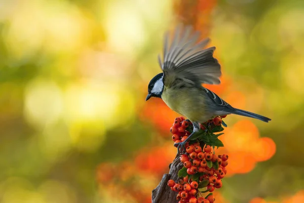 Thegreat Tit Parus Major Est Assis Dans Environnement Couleur Faune — Photo