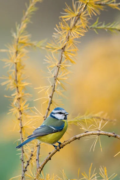 Eurasian Blue Tit Cyanistes Caeruleus Sitting Color Environment Wildlife — Stock Photo, Image